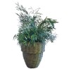 Plante nicoly stabilisée