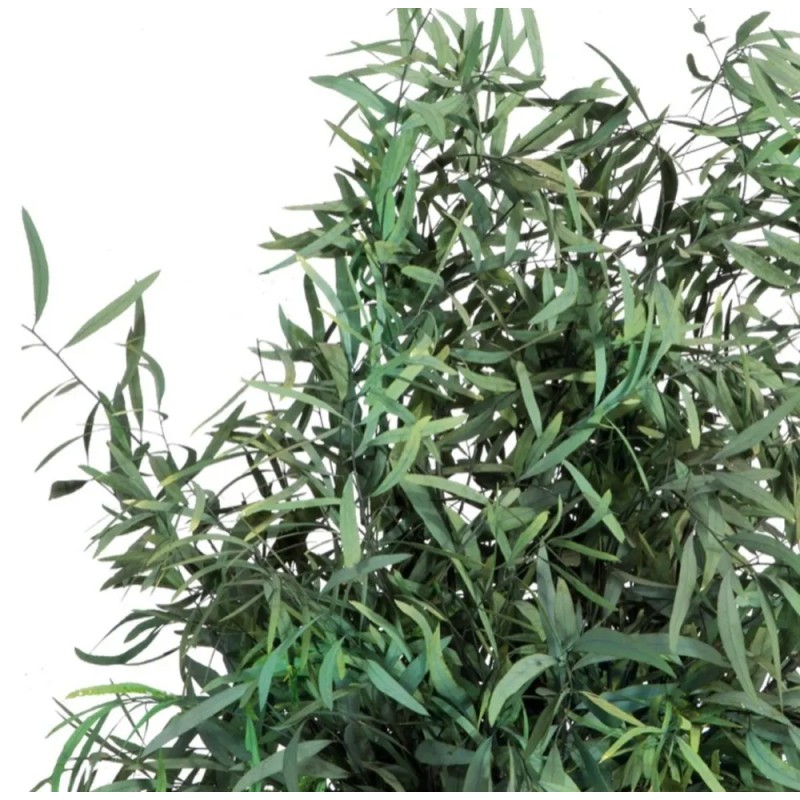Plante nicoly stabilisée