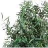 Plante nicoly stabilisée