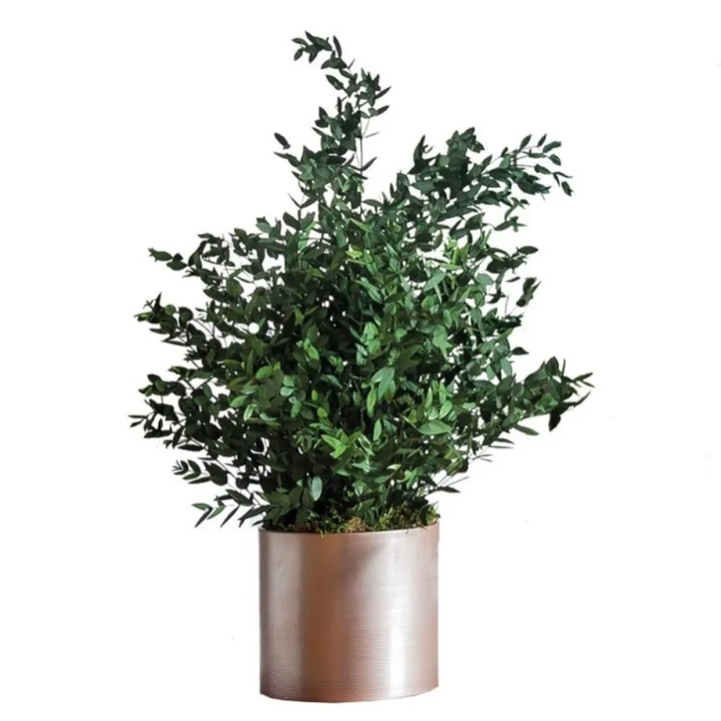Plante parvifolia stabilisée