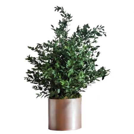 Plante parvifolia stabilisée