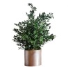 Plante parvifolia stabilisée