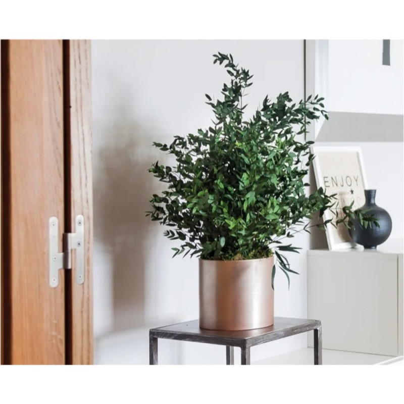Plante parvifolia stabilisée salon