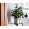 Plante parvifolia stabilisée salon