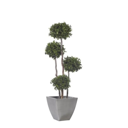 Arbre Pitosporum Stabilisé
