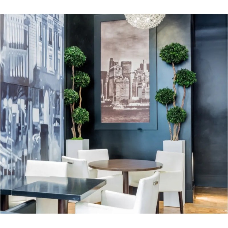 Arbre Pitosporum Stabilisé restaurant