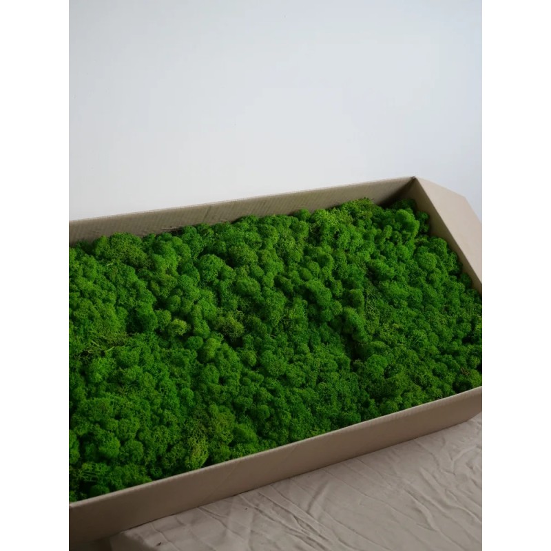 Lichen stabilisé vert pomme carton