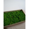 Lichen stabilisé vert pomme carton