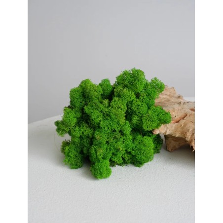 lichen stabilisé vert pomme