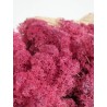 lichen stabilisé fushia
