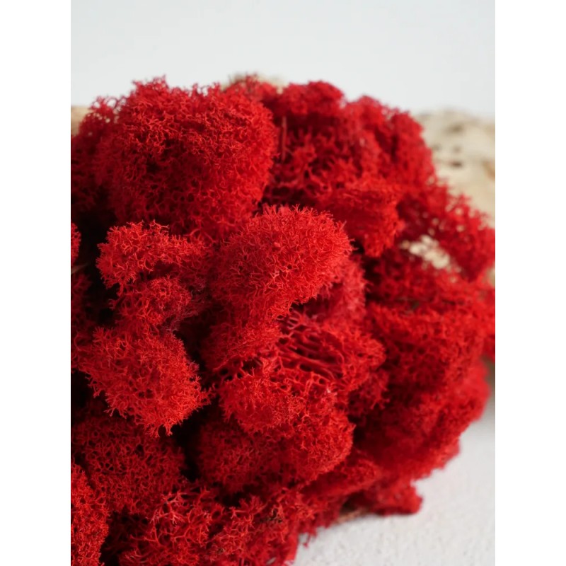 lichen stabilisé rouge zoom