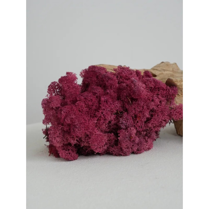 lichen stabilisé fushia mise en scène