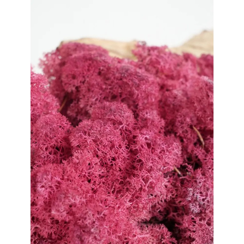 lichen stabilisé fushia détails