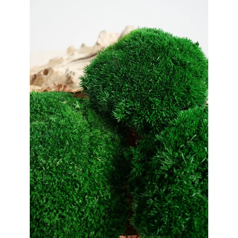 mousse boule vert foncée stabilisée