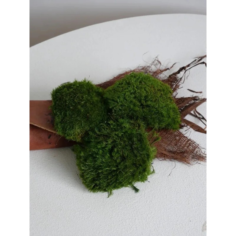 Mousse Provence stabilisée vert clair