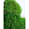 Mousse Provence stabilisée vert claire détails