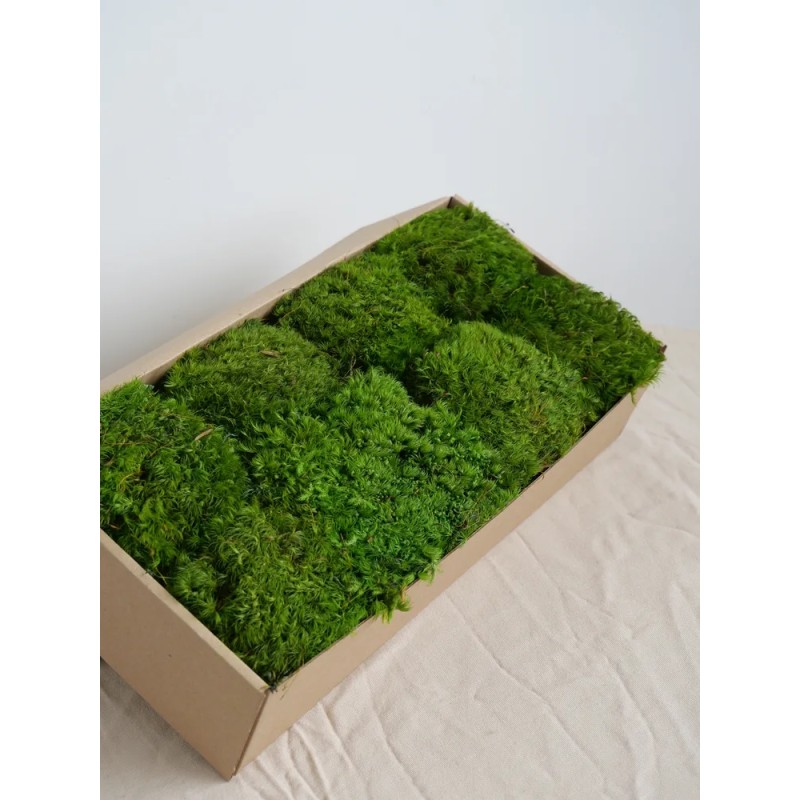 Mousse Provence stabilisée vert claire carton
