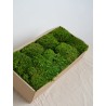 Mousse Provence stabilisée vert claire carton