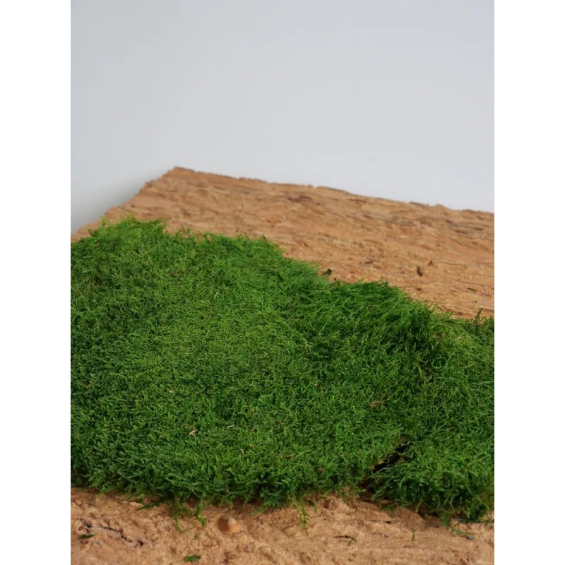 Mousse plate stabilisée Verte Claire