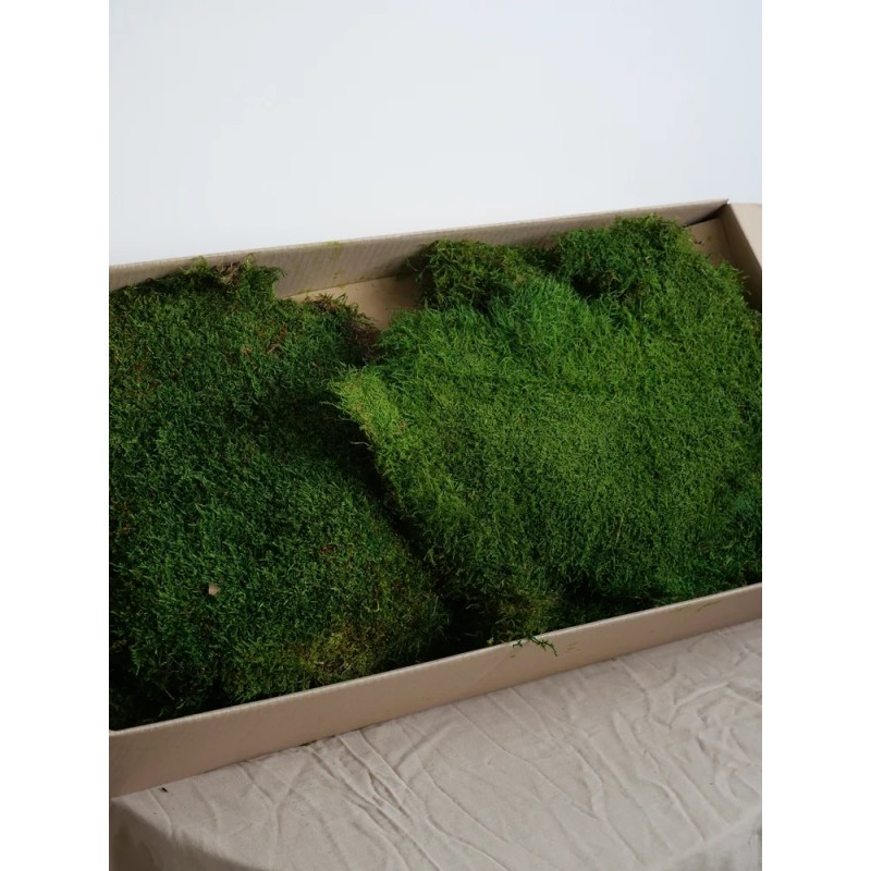 Mousse plate stabilisée carton