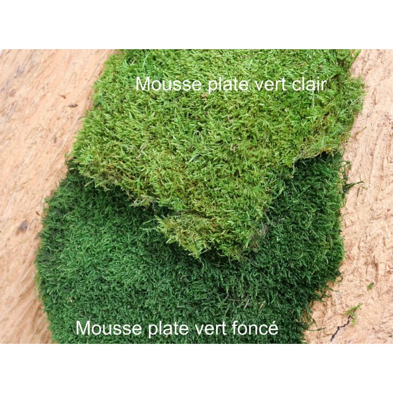 Mousse plate stabilisée coloris