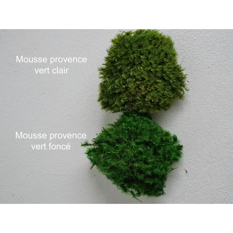 Mousse Provence stabilisée coloris