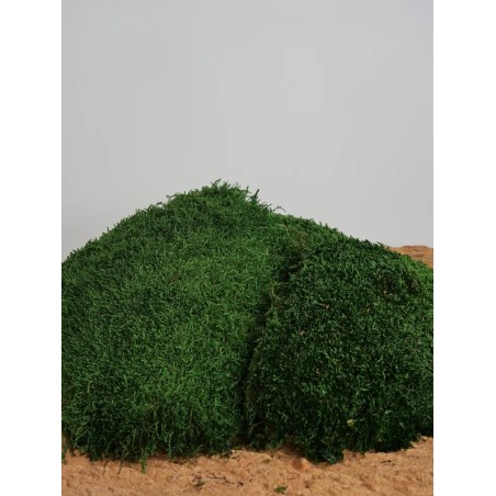 Mousse Stabilisée Vert foncé