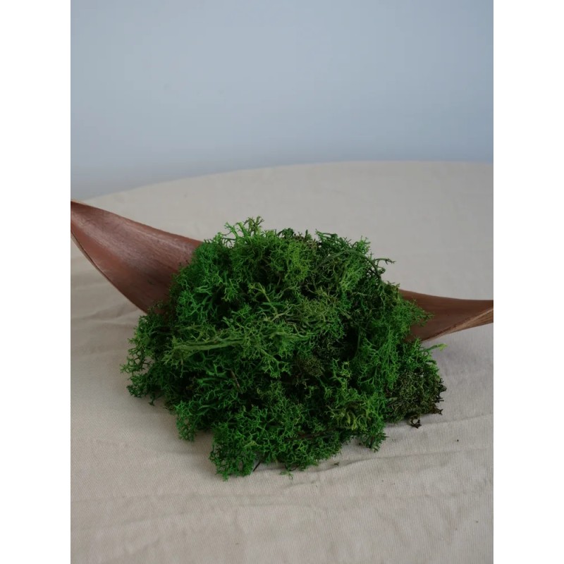 Lichen Scandinave Stabilisé sans tête vert forêt