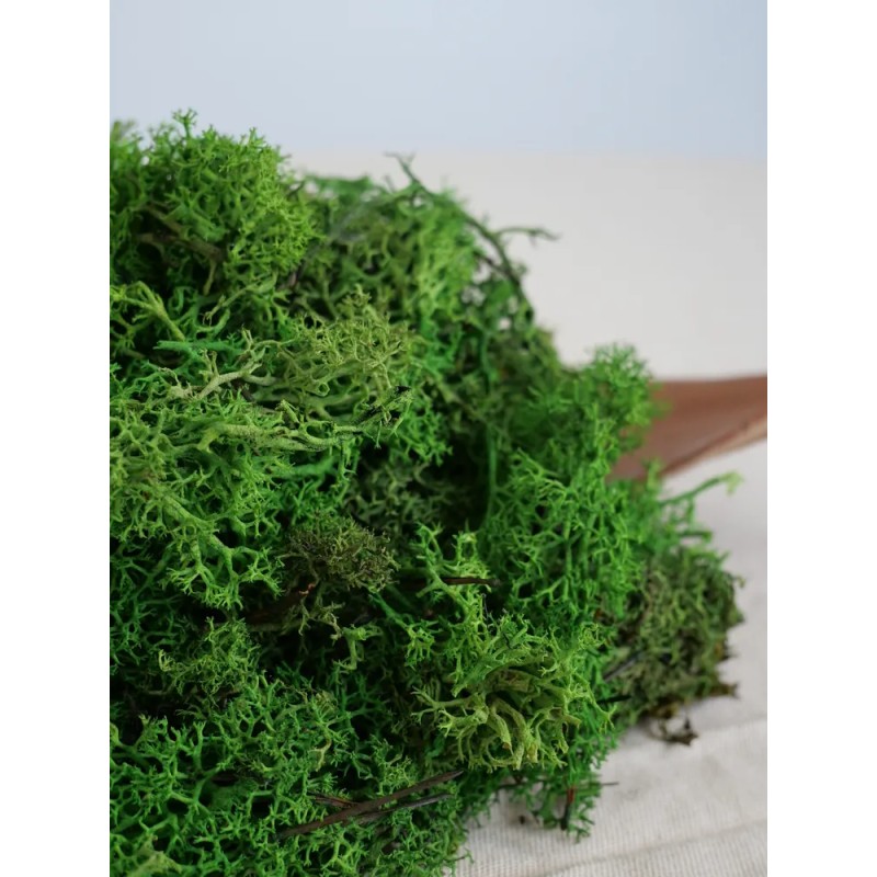 Lichen Stabilisé sans tête vert forêt