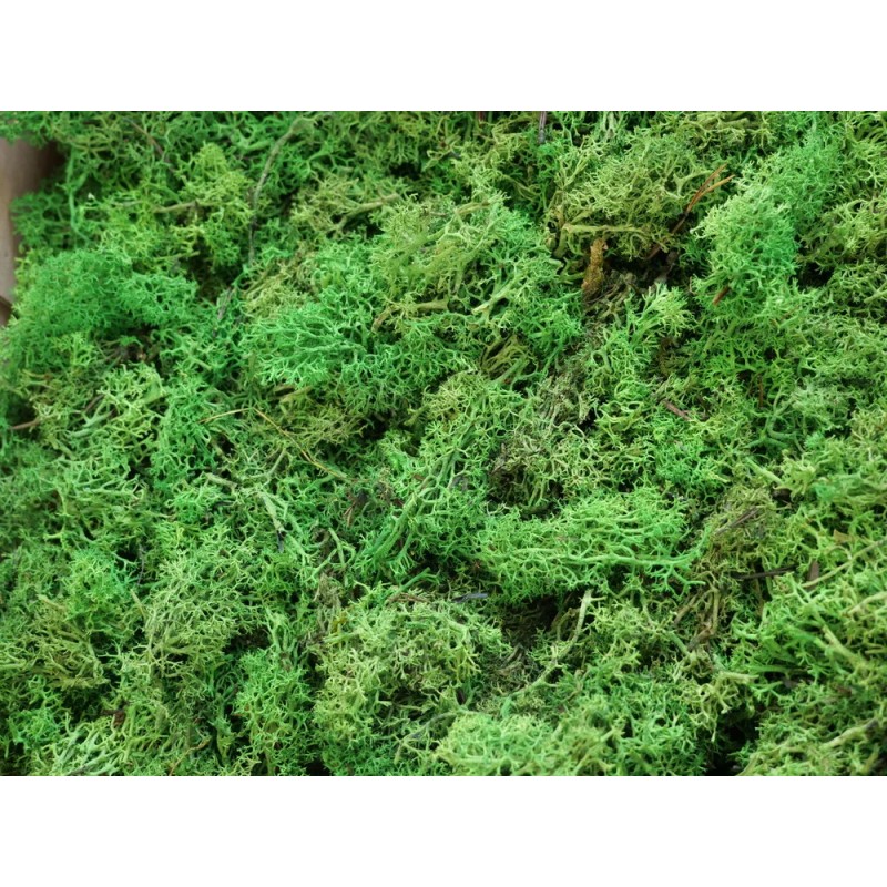 Lichen Stabilisé sans tête vert détails
