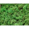 Lichen Stabilisé sans tête vert détails