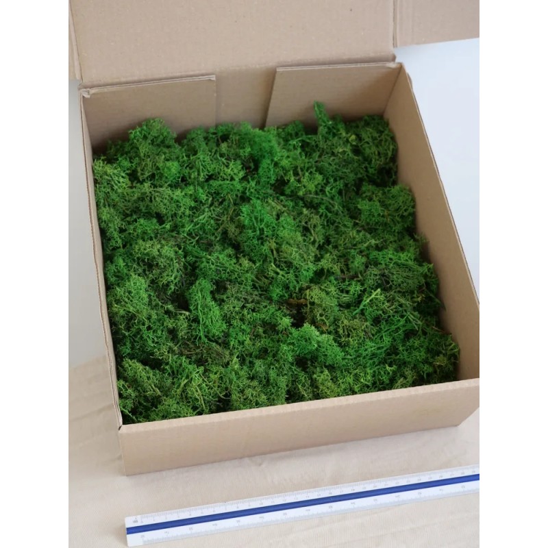 Lichen Stabilisé sans tête vert forêt carton