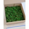 Lichen Stabilisé sans tête vert forêt carton