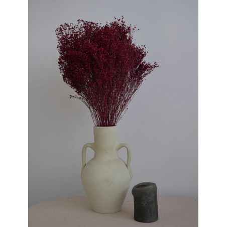 Broom Stabilisé bordeaux fleur
