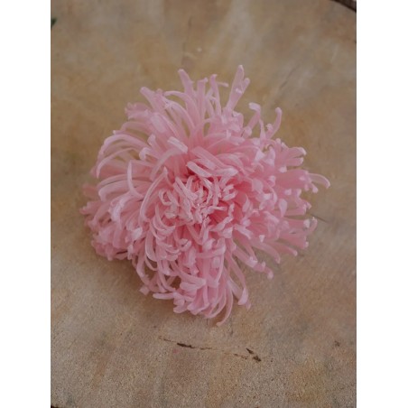 Chrysanthème Anastasia Stabilisé rose