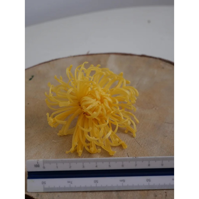 Chrysanthème Anastasia Stabilisé jaune dimension