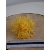 Chrysanthème Anastasia Stabilisé jaune dimension
