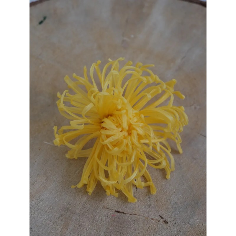 Chrysanthème Anastasia Stabilisé jaune