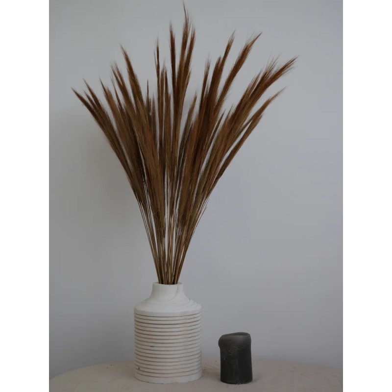 Fox Grass Séché naturel