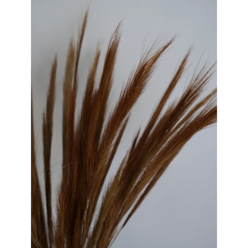 Fox Grass Séché naturel détails