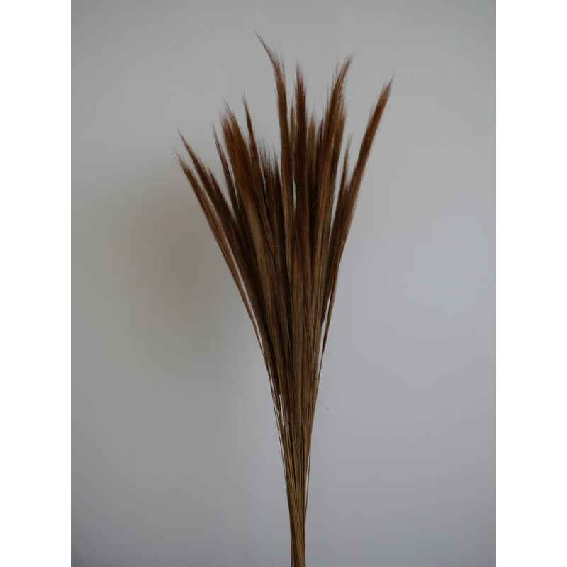 Fox Grass Séché naturel bouquet