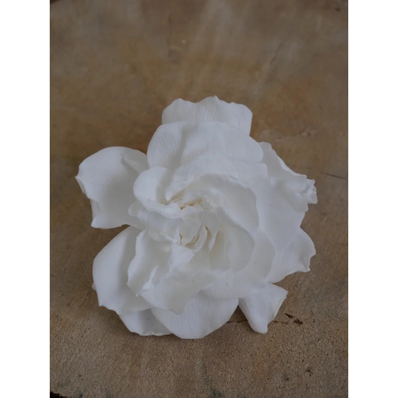 gardenia blanc stabilisé