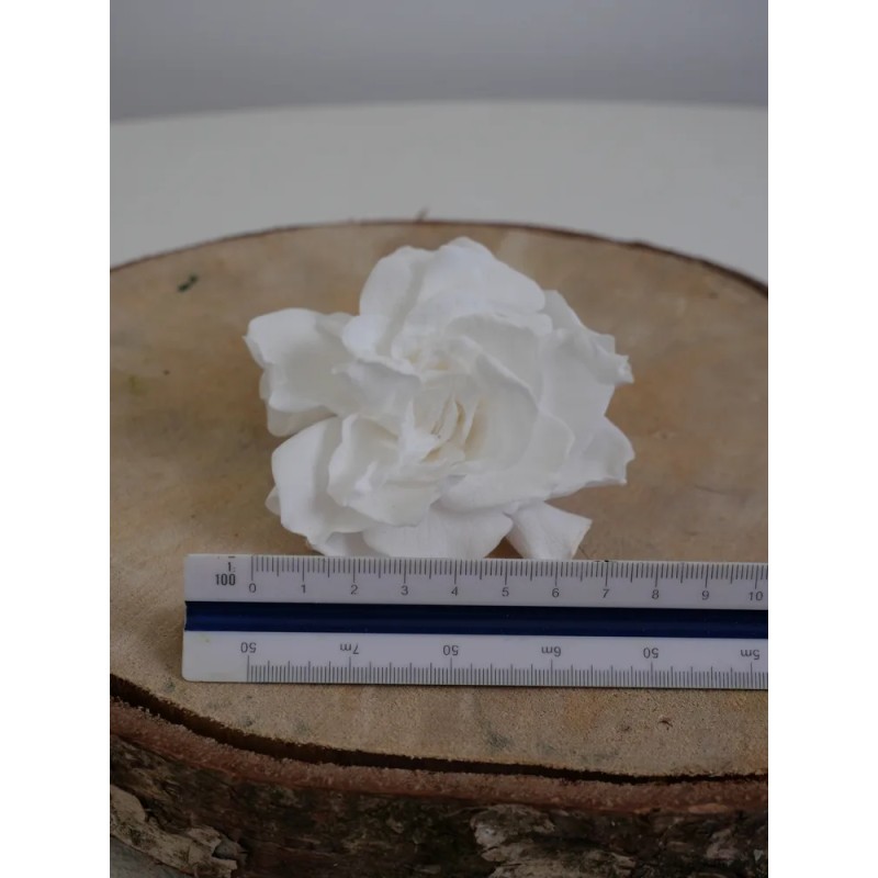 gardenia blanc stabilisé dimension