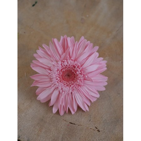 Gerbera Stabilisé rose