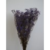 Gypsophile stabilisé violet bouquet