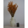 Gypsophile stabilisé orange