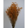 Gypsophile stabilisé orange bouquet