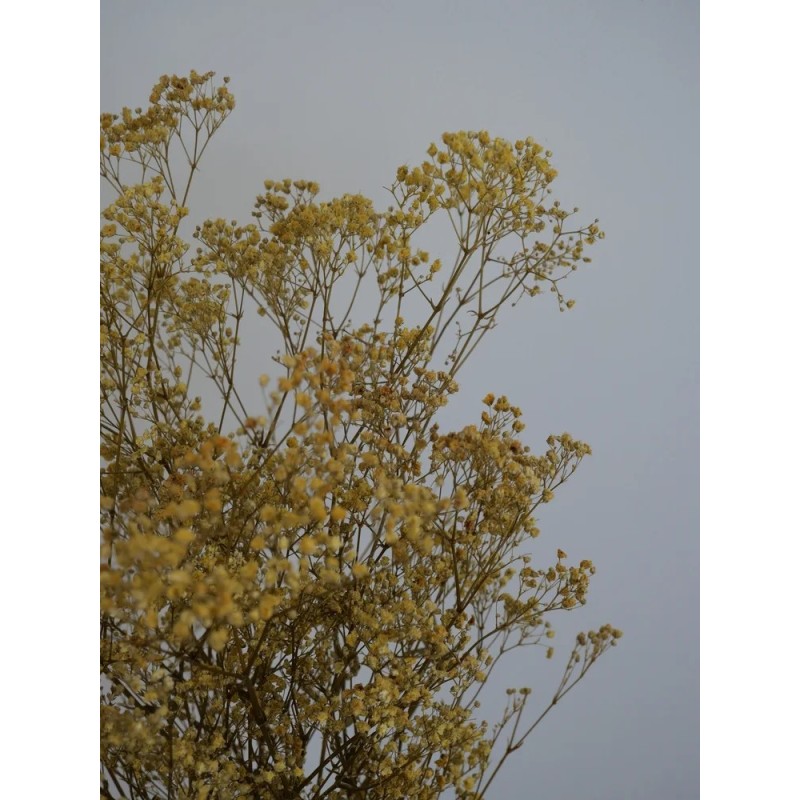 Gypsophile stabilisé jaune détails
