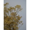 Gypsophile stabilisé jaune détails