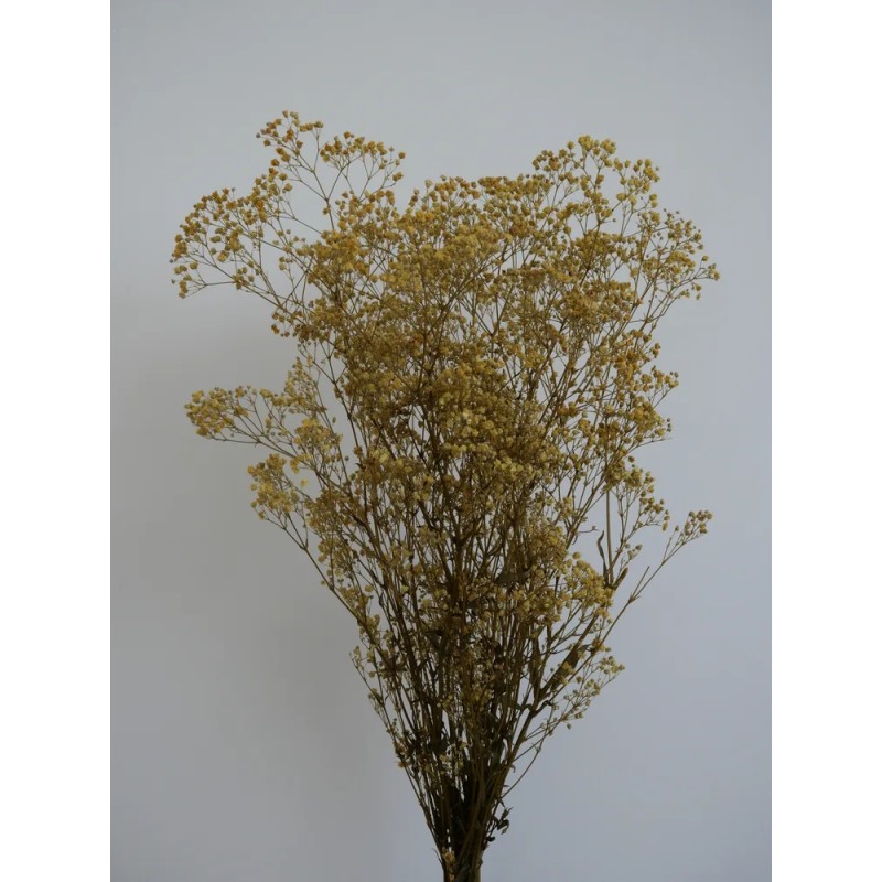 Gypsophile stabilisé jaune bouquet